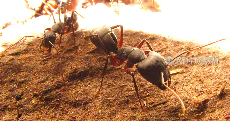 蚂蚁在que !